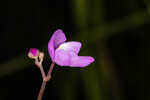 Eastern purple bladderwort